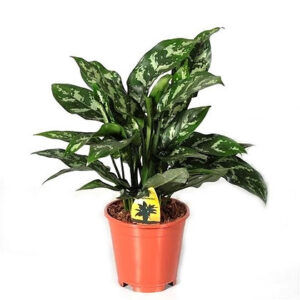 Aglaonema maria (Chinese evergreens)