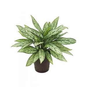 Aglaonema sliver queen (Chinese evergreens)