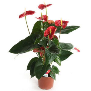 Anthurium andr. Madural (Flamingo flower)