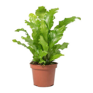 Asplenium nidus (Bird's-nest fern)