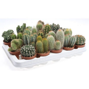 Cactus mix