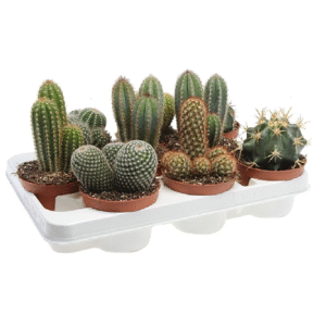 Cactus mix