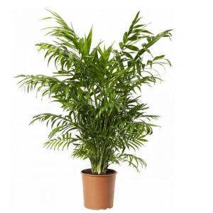 Chamaedorea elegance (Parlor palm)