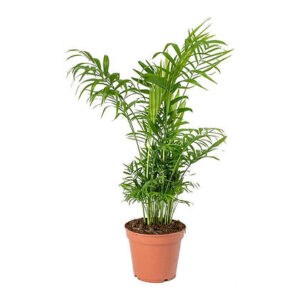 Chamaedorea elegance (Parlor palm)