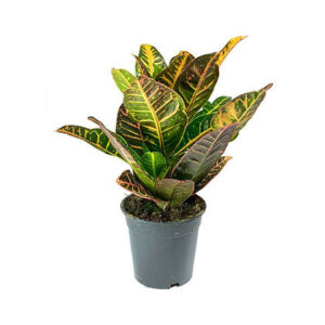 Codiaeum var kl mrs iceton (Croton)