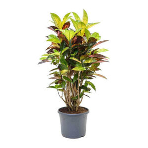 Codiaeum var kl mrs iceton (Croton)