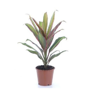 Cordyline fruticosa (Ti plant)