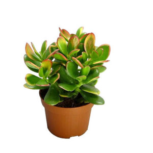 Crassula ovata sunset (Jade plant)