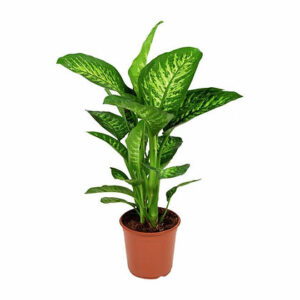 Dieffenbachia Tropic Snow (Dumb cane)