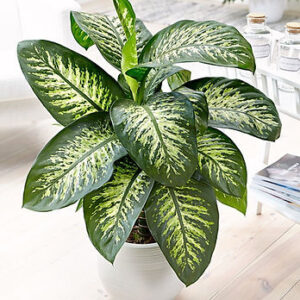 Dieffenbachia Tropic Snow (Dumb cane)