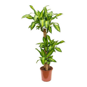 Dracaena fr. massangeana (Corn plant)