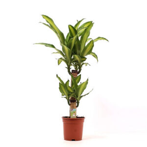Dracaena fr. massangeana (Corn plant)