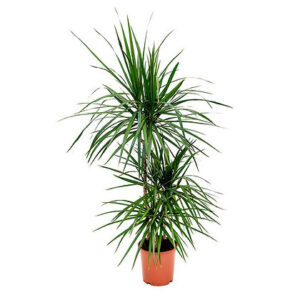 Dracaena marginata (Dragon tree)