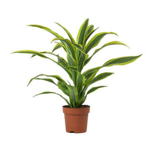 Dracaena mix variety