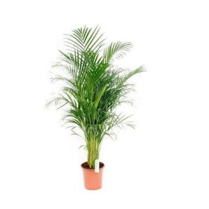 Dypsis lutescens (Areca Palm)