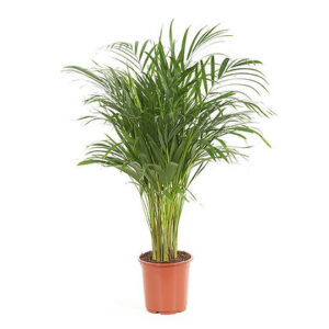 Dypsis lutescens (Areca Palm)