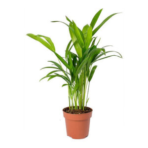 Dypsis lutescens (Areca Palm)