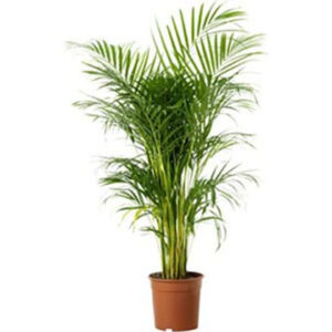 Dypsis lutescens (Areca Palm)