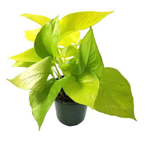 Epipremnum Golden pothos