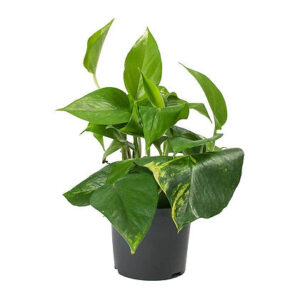 Epipremnum (Money Plant)