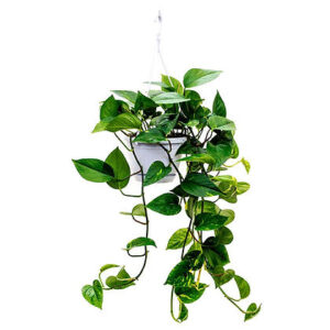 Epipremnum (Money Plant) hanging