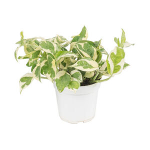 Epipremnum N'joy