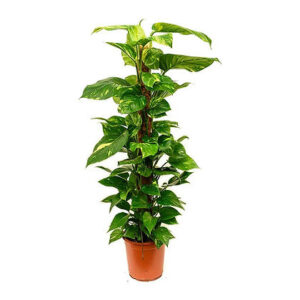 Epipremnum mosstick (Money Plant)