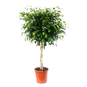 Ficus benj. exotica braided/twisted