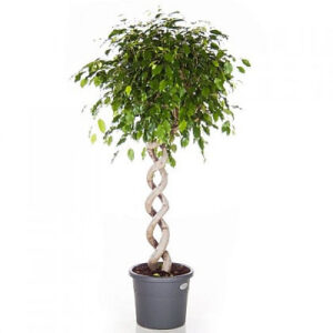 Ficus benj exotica double spiral