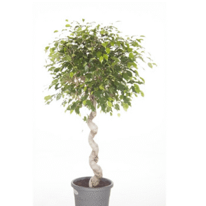 Ficus benj exotica spiral