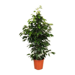 Ficus benjamina Danielle (Weeping fig)