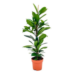 Ficus cyathistipula
