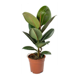 Ficus elastica robusta (Rubber plant)
