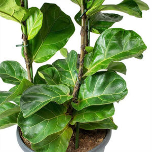 Ficus lyrata bumbino (Fiddle-leaf fig)