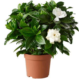 Gardenia jasminoides