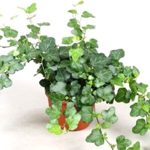 Hedera helix mix (English ivy)