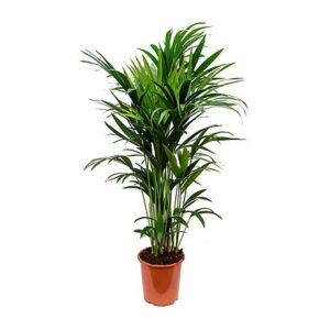 Howea forsteriana (Kentia Palm)