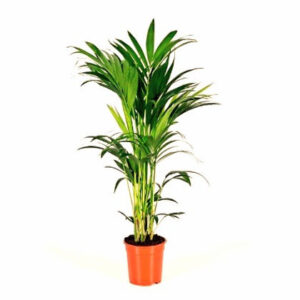 Howea forsteriana (Kentia Palm)