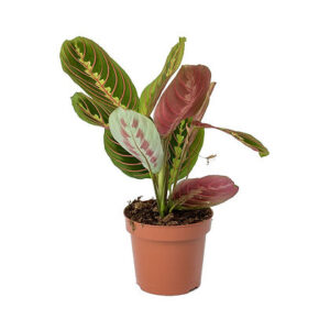 Maranta leu. Fascinator (Prayer plant)