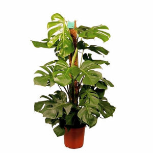 Monstera pertusum (Swiss cheese plant)
