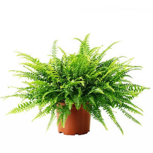 Nephrolepis exaltata (Boston fern)