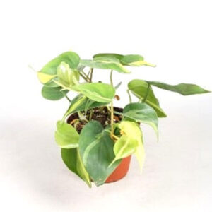 Philodendron scandens 'Brasil'