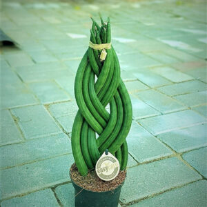 Sansevieria cylindrica 'Braid'