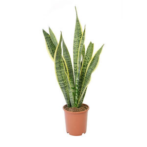 Sansevieria trif. Laurentii (Snake plant)