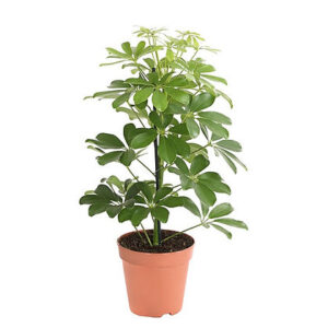 Schefflea arbo. Nora (Umbrella tree)