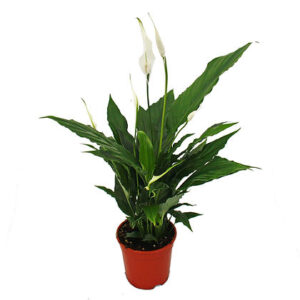 Spathiphyllum (Peace lily)