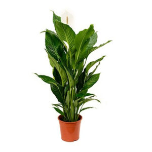 Spathiphyllum (Peace lily)