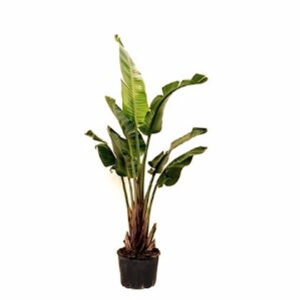 Strelitzia nicolai (Bird of paradise)