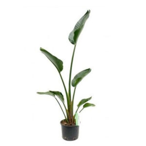 Strelitzia nicolai (Bird of paradise)