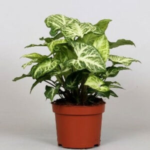Syngonium arrow (Goosefoot Plant)